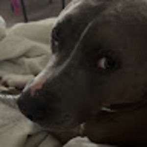 Meet your Posher, Grace